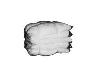 IMPA手冊 編號232908破布(圖1)